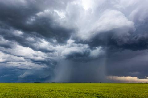 [Thời tiết] Những cơn mưa hỗ trợ tích cực cho khu vực gieo trồng lúa mỳ tại Biển Đen