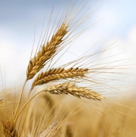Ukraine: Viện Kinh tế dự báo sản lượng ngũ cốc trong năm 2021 ở mức 70.7 triệu tấn