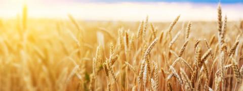 Nga: Nông dân đặt cược vào hoạt động bán hàng lúa mỳ bất chấp thuế xuất khẩu tăng