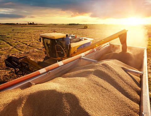 Argentina: Chất lượng và tốc độ thu hoạch ngô được cải thiện đáng kể