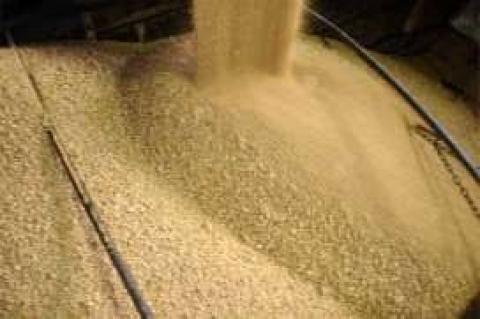Brazil: Sẽ có khoảng 250 lô hàng đậu tương được xuất khẩu trong tháng 4