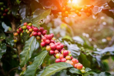 [Phân tích] Các chỉ số kinh tế tích cực có thể hỗ trợ giá đường và cà phê trong hôm nay
