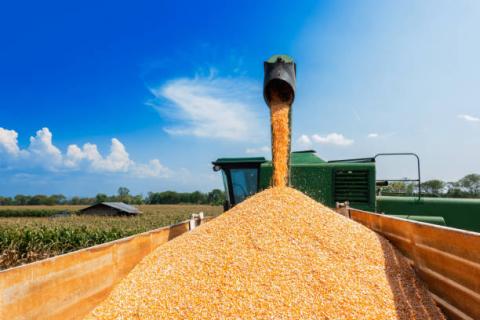 Brazil: Rabobank tăng dự báo sản lượng đậu tương và giảm dự báo sản lượng ngô