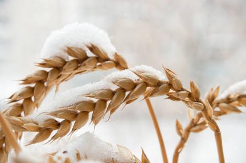 Pháp: Bộ Nông nghiệp dự báo diện tích lúa mỳ trong năm 2021 ở mức 4.9 triệu ha