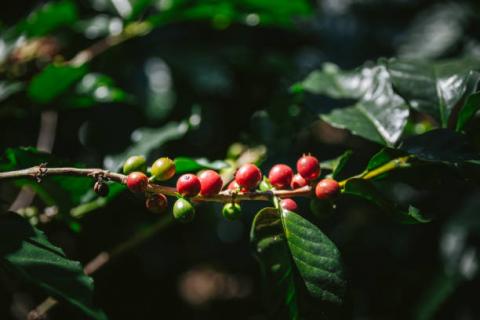 [Phân tích] Mức giảm mạnh của nông sản có thể tác động tiêu cực đến giá đường và cà phê