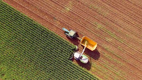 Argentina: BAGE nâng dự báo ngô thêm 1 triệu tấn nhờ những cơn mưa cuối mùa