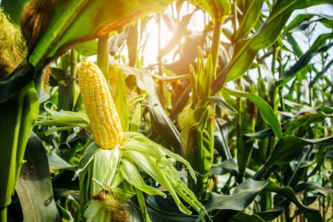 Ukraine: Thời tiết khô ráo hơn tạo điều kiện cho hoạt động gieo trồng ngũ cốc vụ mới