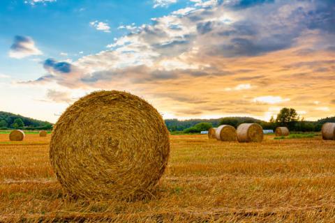 Ukraine: Xuất khẩu ngô giảm 63% trong khi xuất khẩu lúa mỳ tăng rất mạnh