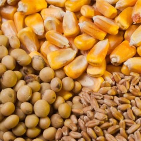 Argentina: Doanh thu từ hoạt động xuất khẩu ngũ cốc trong tháng 4 đạt 3 tỷ Dollar