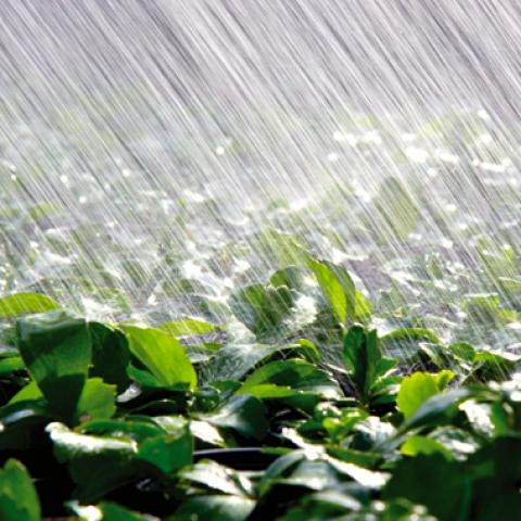 [Thời tiết] Các khu vực gieo trồng lúa mỳ tại châu Âu sẽ tiếp tục có mưa trong những ngày tới