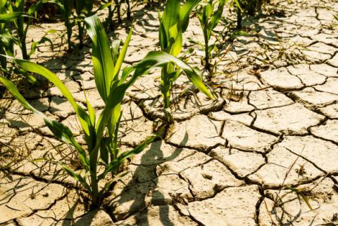 Brazil: Nông dân trồng ngô tiếp tục phải đối mặt với thời tiết khô hạn kéo dài