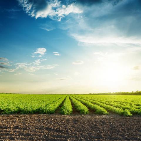 Ukraine: Tiến độ gieo trồng ngô vụ mới ước tính đạt 92% diện tích dự kiến