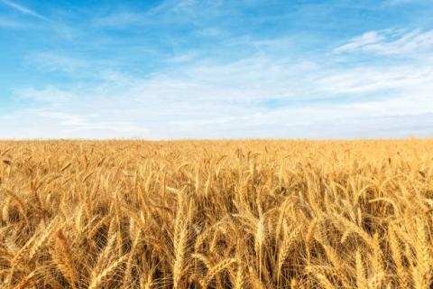 EU Commission: Tăng dự báo sản lượng lúa mỳ niên vụ 2021/22 lên mức 126.2 triệu tấn