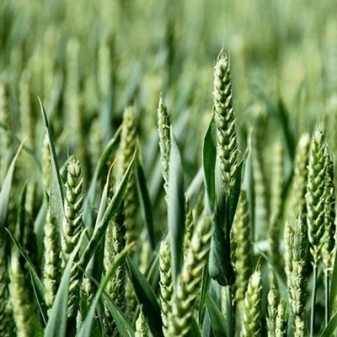 EU: Coceral tăng dự báo sản lượng ngô và lúa mỳ trong năm 2021