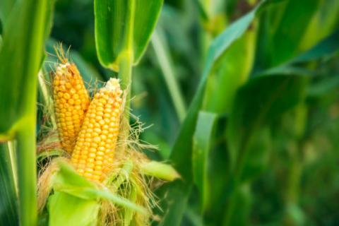 Brazil: Chính phủ công bố chính sách khuyến khích hoạt động sản xuất ngô