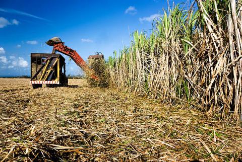 Brazil: JOB Economia giảm dự báo xuất khẩu đường niên vụ 21/22 về 29.9 triệu tấn