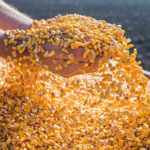 Nam Phi: CEC tăng dự báo sản lượng ngô niên vụ 2020/21 lên 16.180 triệu tấn