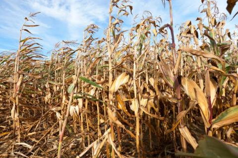 Brazil: AgroConsult giảm dự báo sản lượng ngô vụ 2 về mức 66.2 triệu tấn
