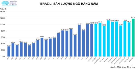 Brazil: Giá ngô vẫn ổn định ở mức cao do sự không chắc chắn của mùa vụ năm nay