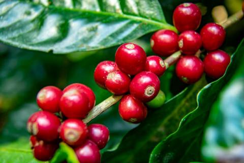 Brazil: Safras giảm dự báo sản lượng cà phê niên vụ 2021/22 xuống còn 56.5 triệu bao