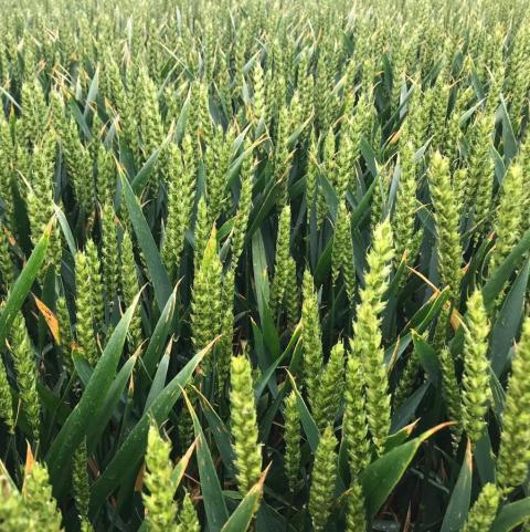 Pháp: Bộ Nông nghiệp dự báo diện tích gieo trồng lúa mỳ năm 2021 sẽ đạt 4.89 triệu ha
