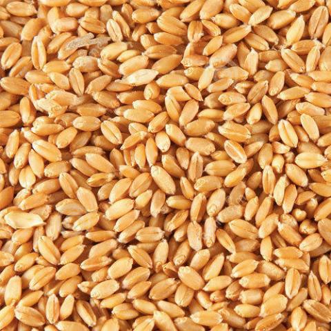USDA Ấn Độ: Dự báo sản lượng lúa mỳ niên vụ 2021/22 ở mức 105 triệu tấn