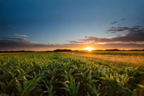 USDA Crop Progress: Tiến độ mùa vụ và chất lượng cây trồng trong tuần kết thúc ngày 09/05