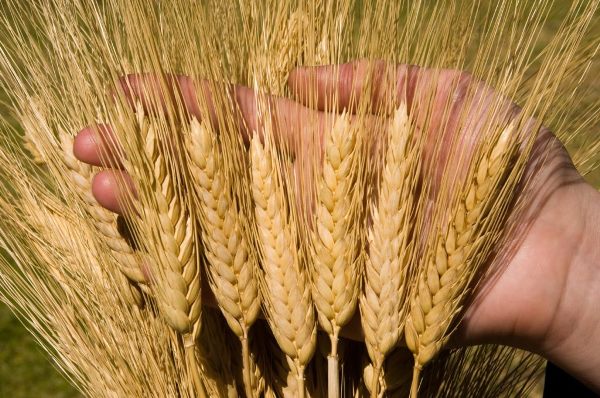 Giá lúa mì giảm mạnh 3%, dẫn dắt xu hướng nhóm nông sản