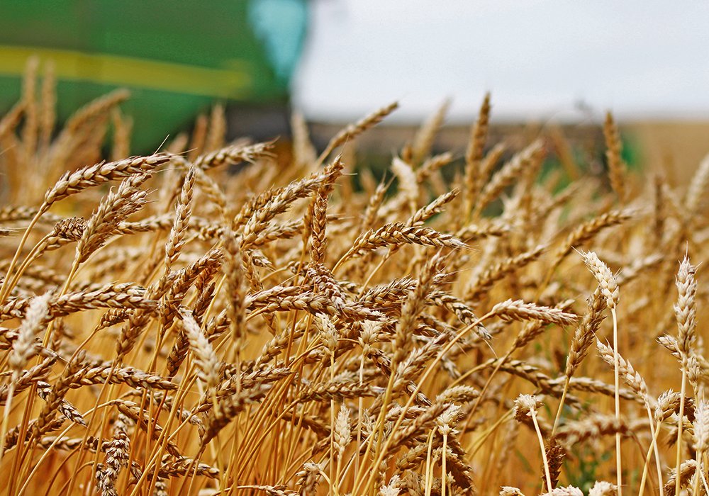 Lo ngại về thời tiết khô hạn ở Mỹ sẽ là yếu tố hỗ trợ cho giá lúa mì trong tuần này