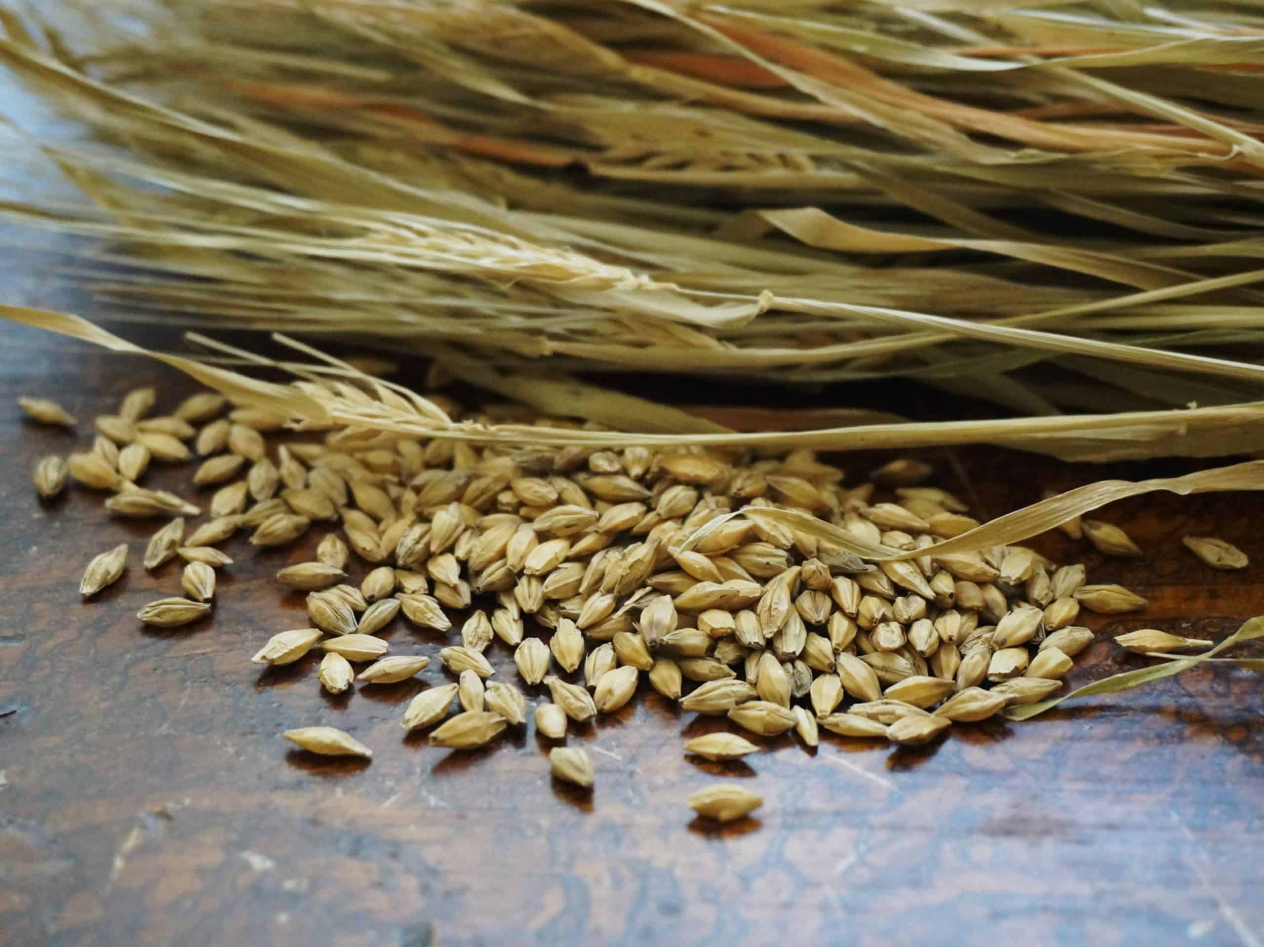 Lo ngại về nguồn cung lúa mì đang dần quay trở lại và hỗ trợ đà hồi phục của giá