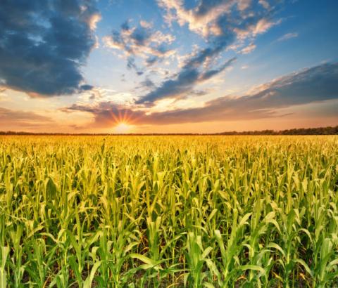 USDA Crop Progress: Tiến độ mùa vụ ngô và đậu tương chi tiết từng bang ngày 06/06