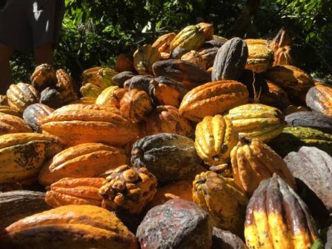 Bờ Biển Ngà: Lượng cacao được vận chuyển tới các cảng ước tính đạt 1.997 triệu tấn