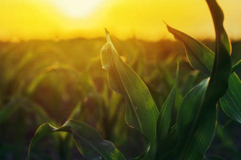 [Phân tích] Lo ngại về thời tiết đã đè nặng lên triển vọng phát triển cây trồng ở Mỹ