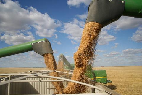 Ukraine: Giá xuất khẩu lúa mỳ và ngô giảm mạnh trong tuần kết thúc ngày 27/06