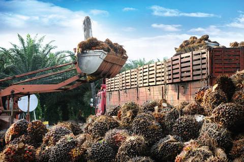 Indonesia: Kế hoạch phong tỏa nghiêm ngặt ít ảnh hưởng tới ngành dầu cọ