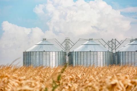 Canada: Nông dân dự kiến thu hẹp diện tích gieo trồng lúa mỳ trong năm 2021