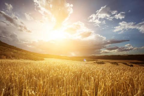 EU Commission: Hạ dự báo sản lượng lúa mỳ niên vụ 2021/22 xuống 125.8 triệu tấn