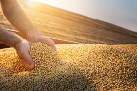 Brazil: Sản lượng đậu tương kỷ lục niên vụ 2020/21 ghi nhận mức kỷ lục