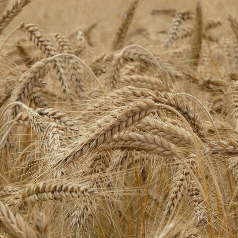 Nga: IKAR tiếp tục tăng dự báo sản lượng lúa mỳ trong năm 2021 lên 83.6 triệu tấn