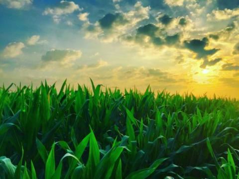 USDA: Diện tích gieo trồng ngô Mỹ 2021 thấp hơn so với dự đoán
