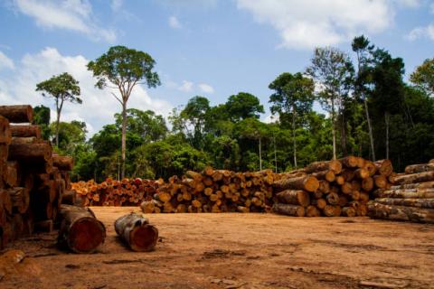 Brazil: Diện tích rừng bị chặt phá trong tháng 5 cao hơn 67% so với tháng trước