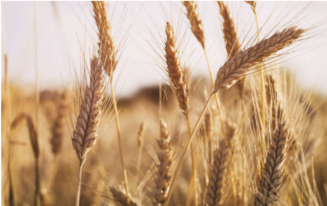 Nga thiết lập hành lang nhân đạo: Liệu nút thắt cho nguồn cung lúa mì sẽ được gỡ bỏ?