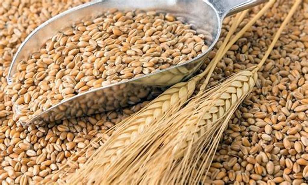 Giá lúa mì có thể tiếp tục đà hồi phục do lo ngại về nguồn cung