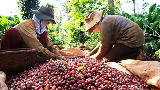 Giá cà phê xuất khẩu tăng tại nhiều thị trường