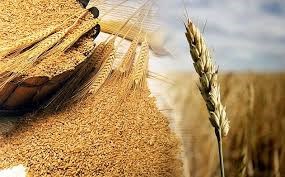 Giá lúa mì đạt mức tăng hàng tuần lớn nhất trong 4 năm