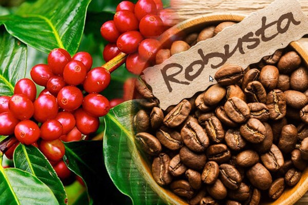 Thị trường cà phê nóng lên bởi sự cố tại Brazil và Việt Nam cùng dự đoán đà tăng giá chưa dừng lại