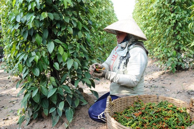 Châu Phi- Thị trường xuất khẩu tiềm năng cho nhiều loại hàng hoá Việt Nam