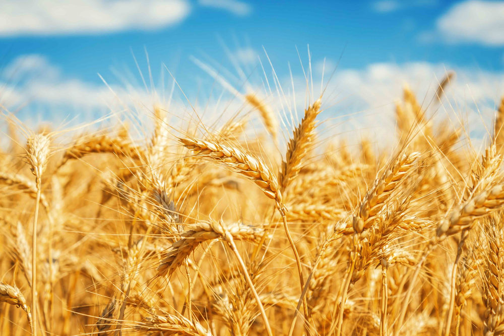 Giá lúa mì có thể tiếp tục suy yếu về vùng 630-635 trong hôm nay
