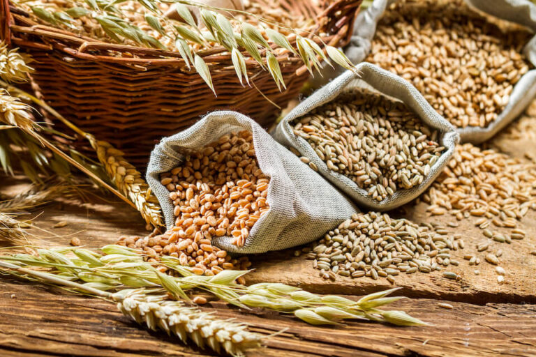 Khả năng thỏa thuận xuất khẩu ngũ cốc qua Biển Đen kết thúc sẽ hỗ trợ cho giá lúa mì