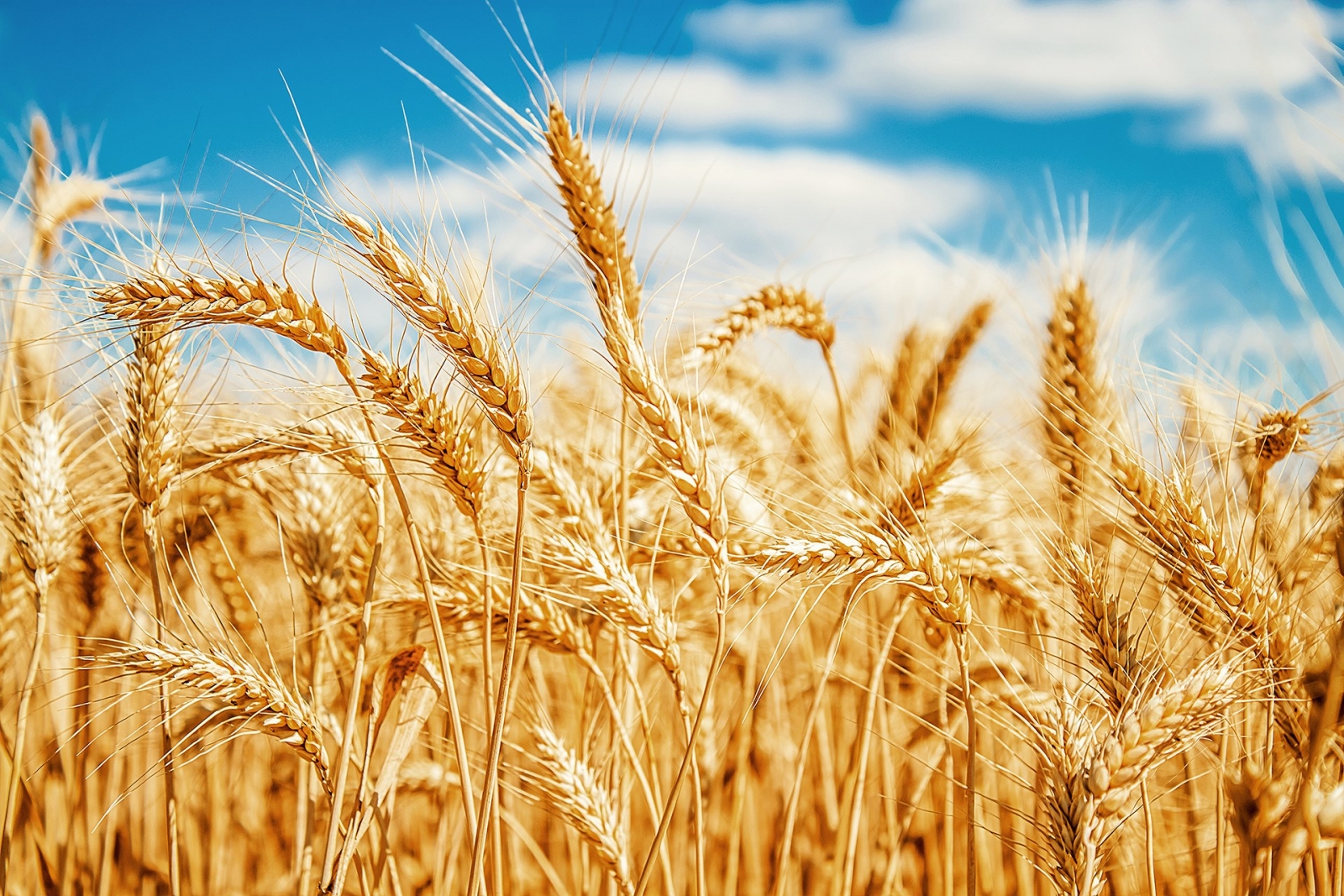 Thời tiết vẫn tiếp tục là yếu tố hỗ trợ cho giá lúa mì